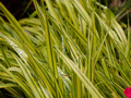 Hakonechloa macra Aureola IMG_4344 